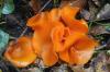 Aleuria arantia (orange peel fungus)